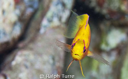 Hawaiian Longfin Anthias by Ralph Turre 