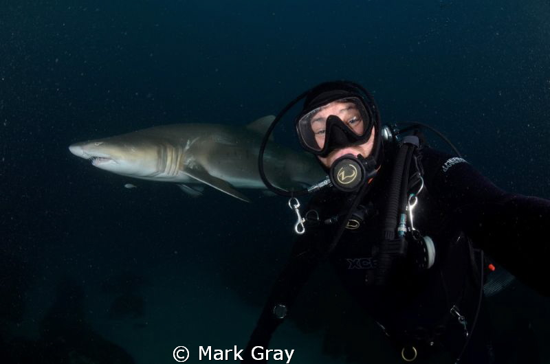 "Selfie" with Grey Nurse by Mark Gray 