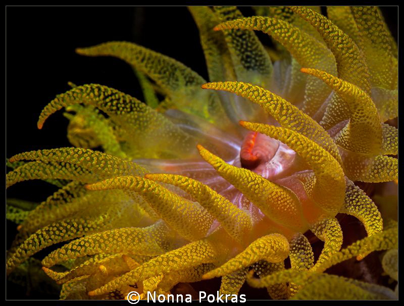 Beauty of the night by Nonna Pokras 