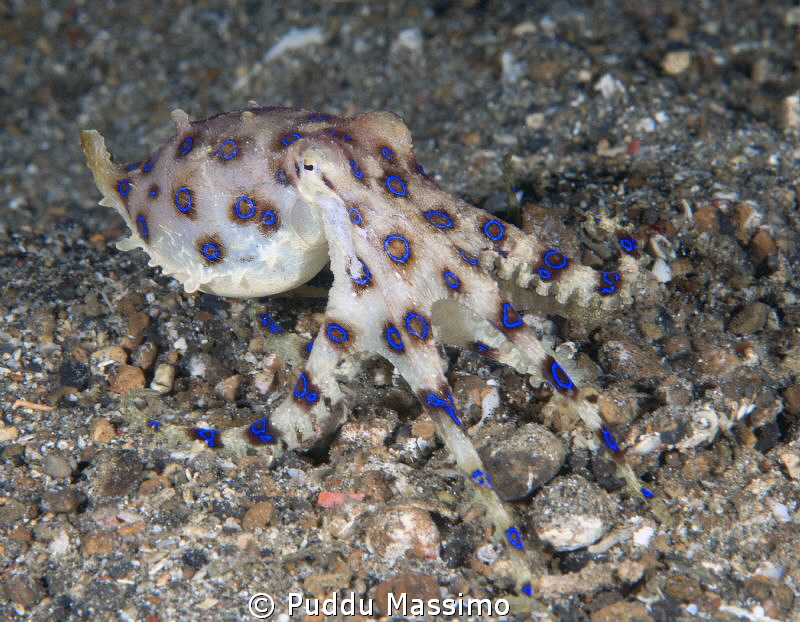 octopus blue ring,nikon D800 e 105 micro by Puddu Massimo 