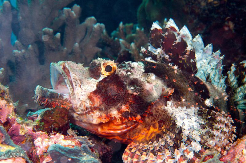 Scorpionfish made me a favor. by Mehmet Salih Bilal 