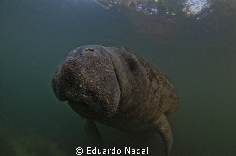manatee by Eduardo Nadal 