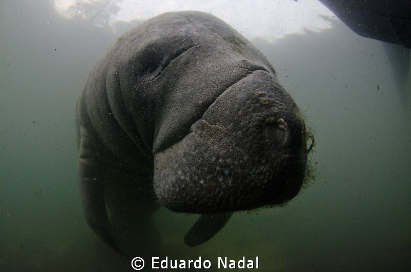 manatee close up by Eduardo Nadal 