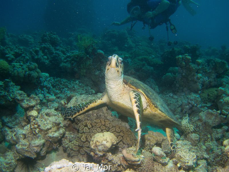 Cute turtle posing.  --- My images are uploaded for fun a... by Tal Mor 