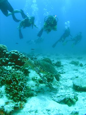Divers enjoying the company at Baty Malang, Tioman Island... by Grahame Massicks 