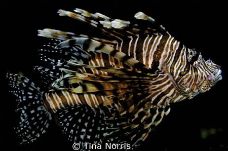 lion fish by Tina Norris 