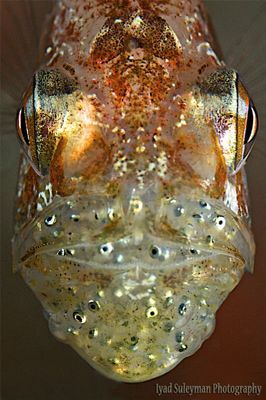 Tiny Cardinalfish with eggs, by Iyad Suleyman 