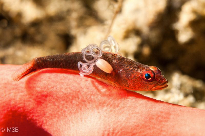 Goby with parasites. by Mehmet Salih Bilal 