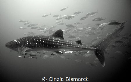 Whale Shark & yellow dotten Trevally - Rinchodon Typus & ... by Cinzia Bismarck 