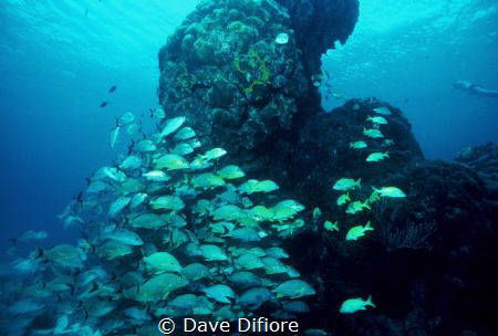 Schooling at Reef in Cozumel by Dave Difiore 