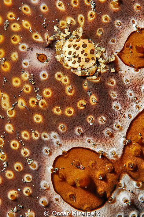 camouflaged little crab by Oscar Miralpeix 