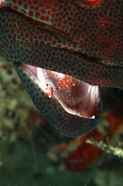 Time for a cleanup.D70,105mm
Kapalai,SABAH,BORNEO by Frankie Tsen 