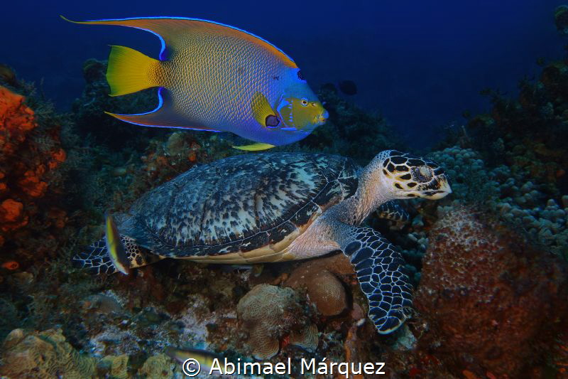 The Angel and the Sea Turtle by Abimael Márquez 
