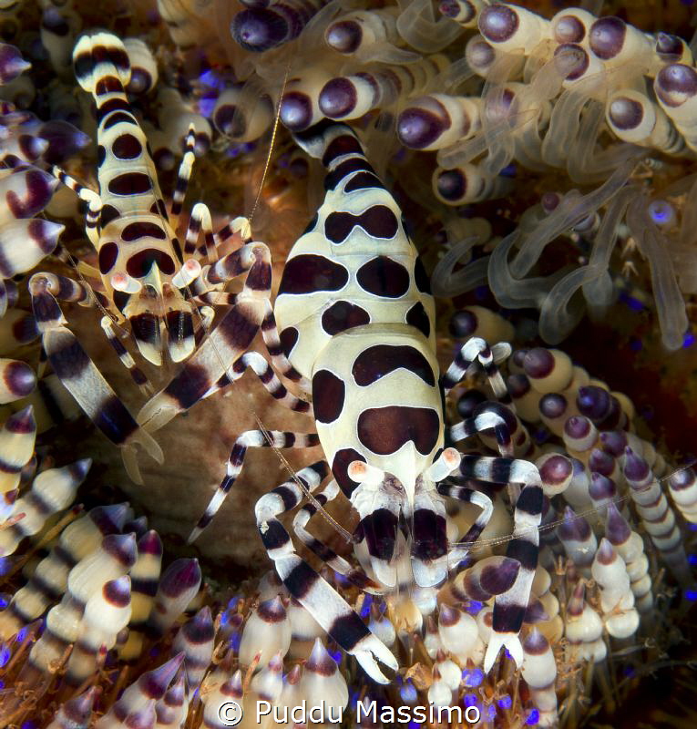nikon d800 e ,105 micro,lembeh strait by Puddu Massimo 