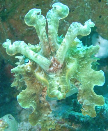 Happy to see you!
Flamboyant Cuttlefish_Metasepia pfeffe... by Dennis Pfeffer 