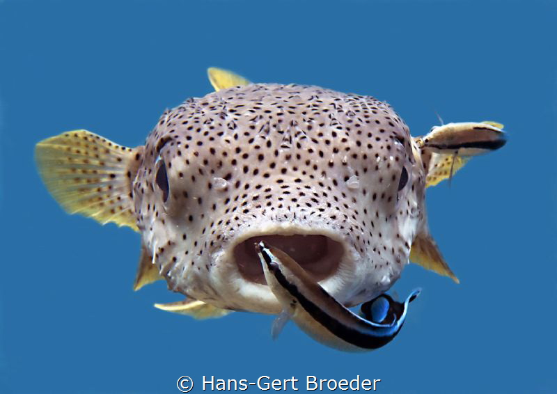 Cleanerstation
Bunaken,Sulawesi,Indonesia, Bunaken Islan... by Hans-Gert Broeder 