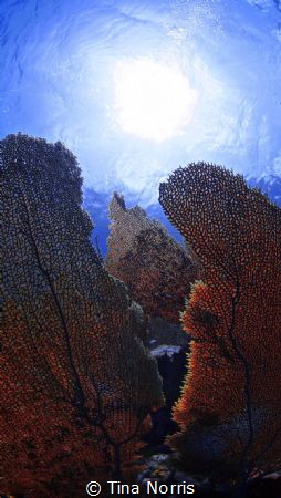 St. Lucia by Tina Norris 