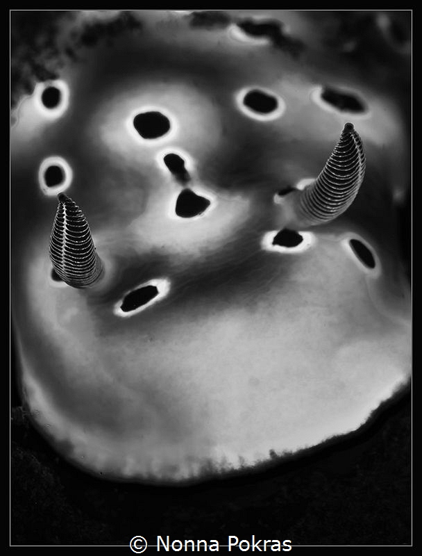 In B&W by Nonna Pokras 