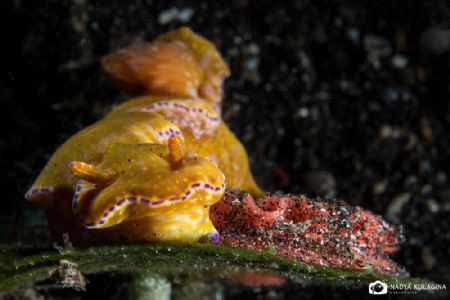 Perfect place for laying eggs by Nadya Kulagina 