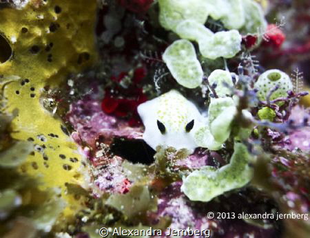 Nudibranch. Sony Rx-100. by Alexandra Jernberg 