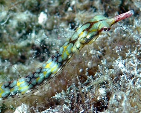 Pipefish captured in Bora Bora using Nikon D70 in availab... by Tom Blackburn 