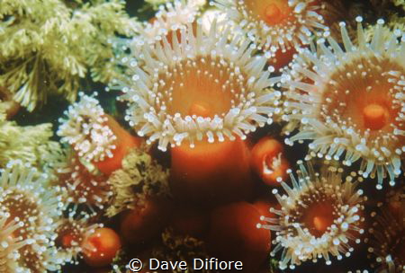 california strawberry Anenomes by Dave Difiore 