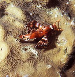 A "Foo-man-choo" rests on the reef in the evening, otherw... by Jerry Hamberg 