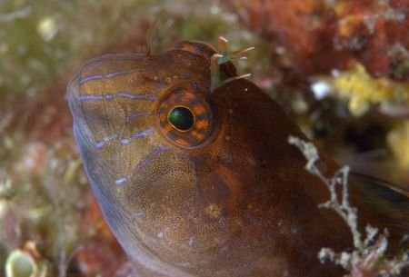 Parablennius tentacularis - Portofino reserve - Canon 20D... by Luca Bertoglio 