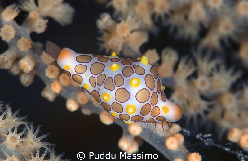 shell,nikon D800e 105 micro,Lembeh Gangga island by Puddu Massimo 