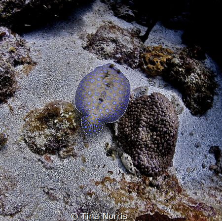 Flounder by Tina Norris 