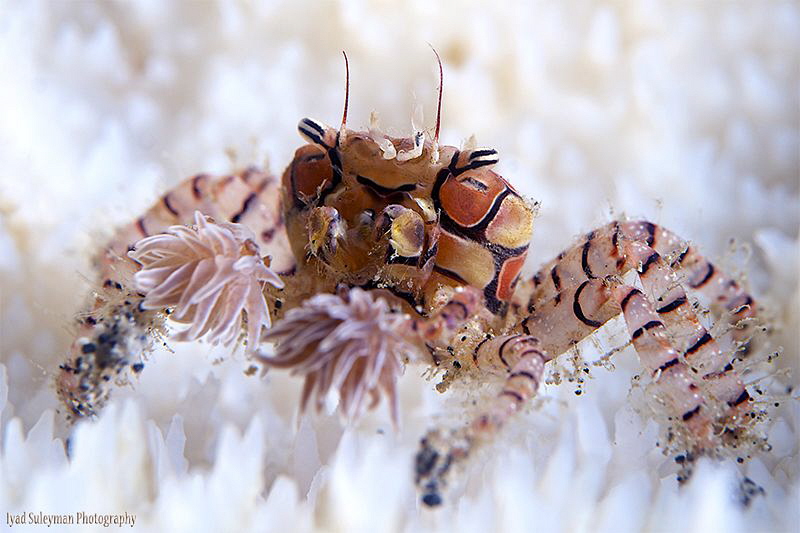 Boxer Crab by Iyad Suleyman 
