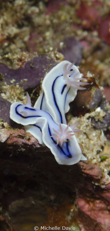 Lembeh Straits by Michelle Davis 