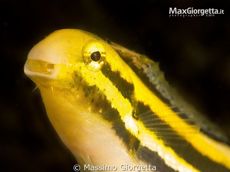 blenny out by Massimo Giorgetta 