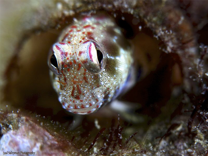 Blenny in the hole  
100mm macro lens, +10 SubSee + UCL-... by Iyad Suleyman 