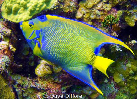 Queen Angel cruising a Reef by Dave Difiore 