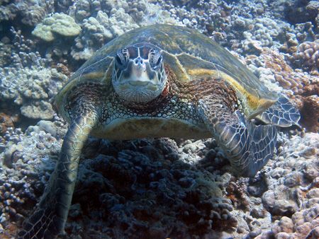 Smile for the camera....Maui Hawaii. by Lisa Lappe 