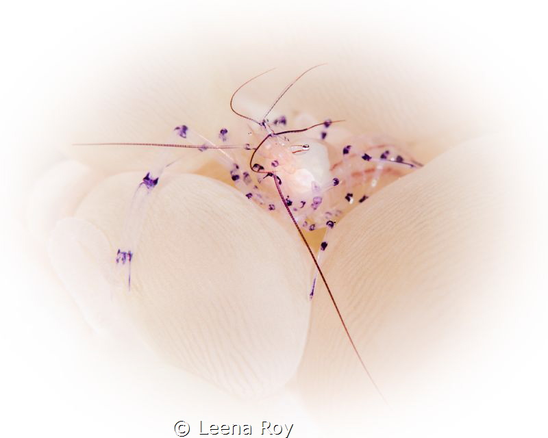 Portrait of a shrimp by Leena Roy 