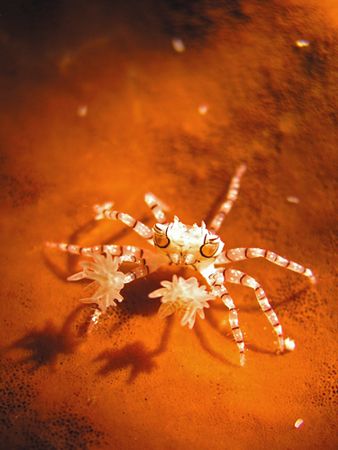 Coral Crab at North Sulawesi
Olympus 5050C, Supermacro m... by Pinky Voon 