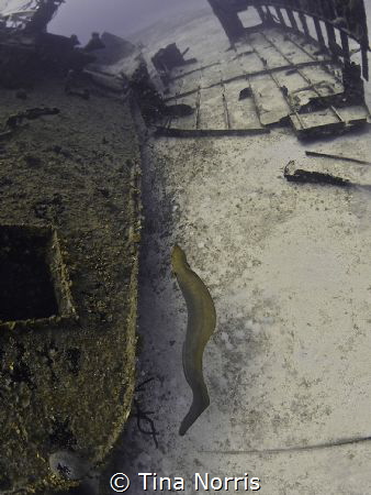 Eel home on the wreck by Tina Norris 