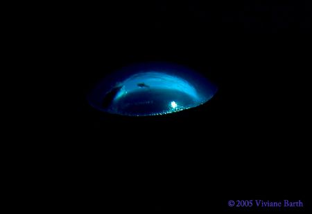 I like the reflection of the diver and the boat on the bu... by Viviane Barth 