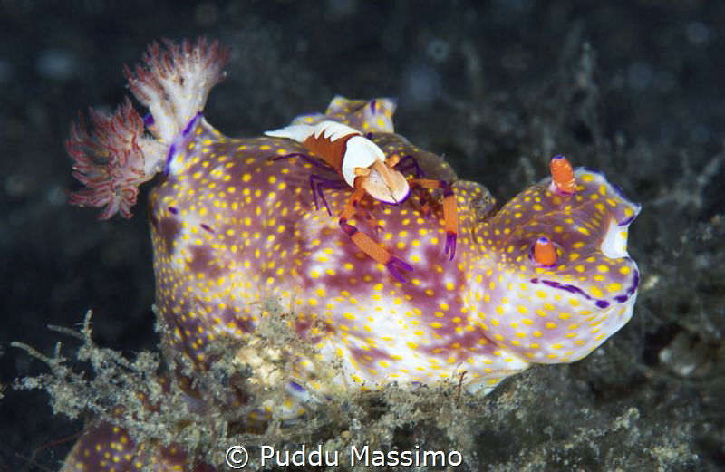 periclemenes imperator on nudy,nikon D800e 105 micro,Lemb... by Puddu Massimo 
