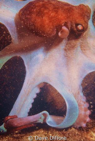 Octopus at night in cargo hold of the Balboa by Dave Difiore 