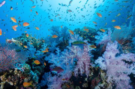 Fiji reef by Jason Sintek 
