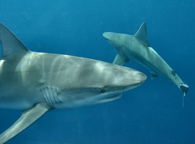 Deep Blue...ok, maybe not so deep. by Glenn Poulain 