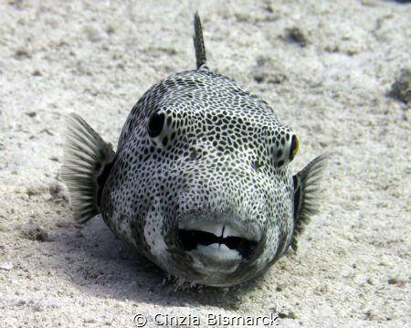 What a big teeth!!!
Starry Puffer 
Arothron stellatus N... by Cinzia Bismarck 