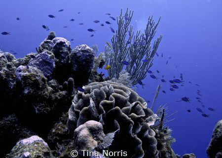 Silvers and Blues by Tina Norris 