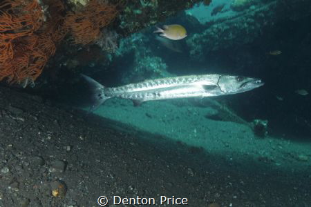 Barry the barra under the rudder USAT Liberty by Denton Price 