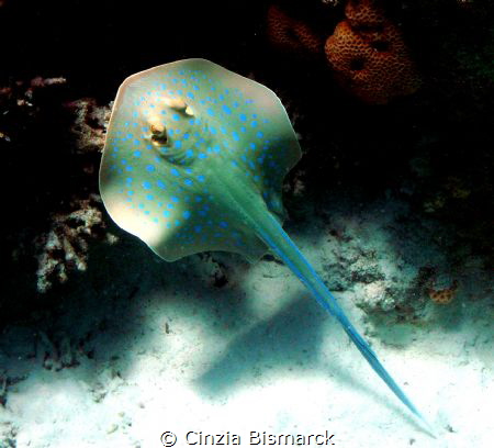 Bluespotted Stingray Natural light no Strobes
Taeniura l... by Cinzia Bismarck 