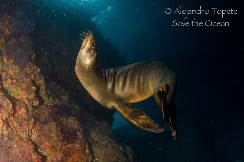 Sea Lion in fashion, La Paz Mexico by Alejandro Topete 