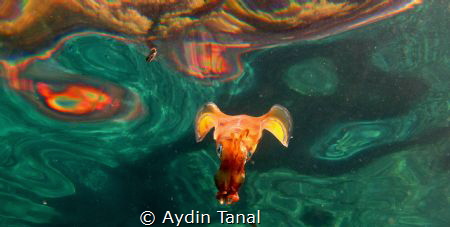 Squid by Aydin Tanal 